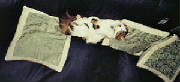 cushion4.jpg