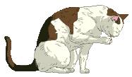 catlicks.gif